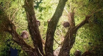 大樹上添鳥窩，原來是投射燈